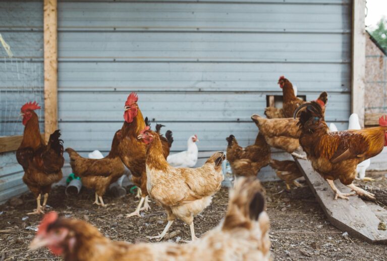 From farm to table, our poultry is raised with care, ensuring families enjoy fresh, healthy, and wholesome products every day.