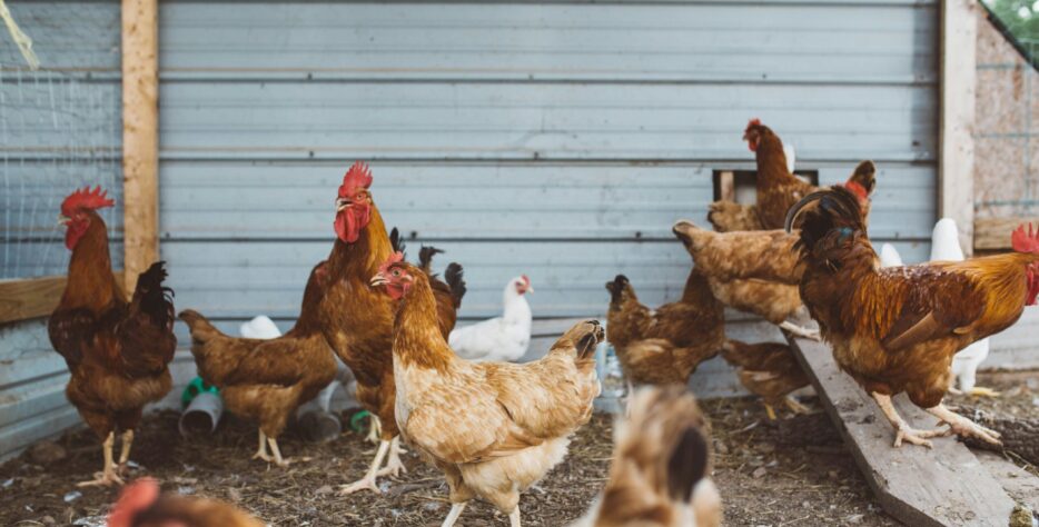 From farm to table, our poultry is raised with care, ensuring families enjoy fresh, healthy, and wholesome products every day.