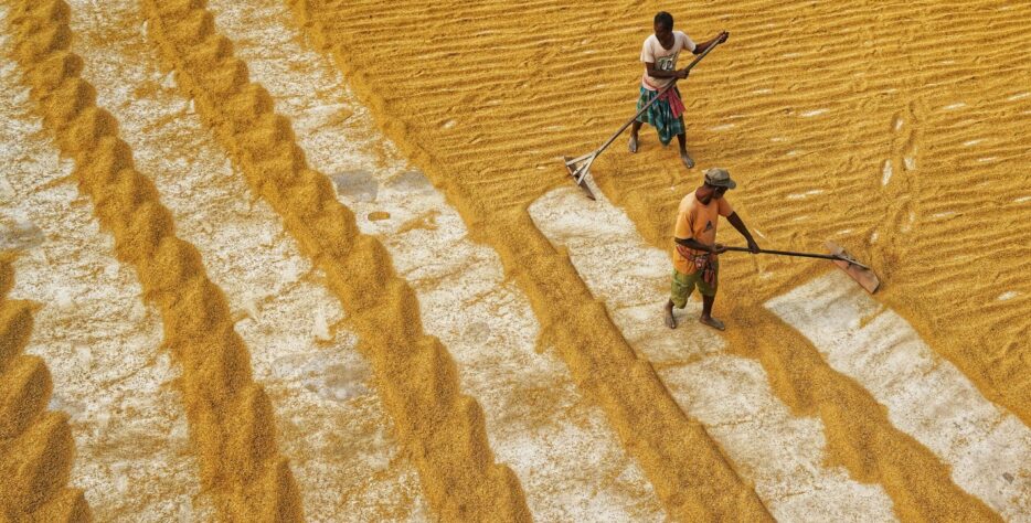 Rice is more than food—it’s culture. Our modern ricemill ensures every grain is processed to meet the highest standards.