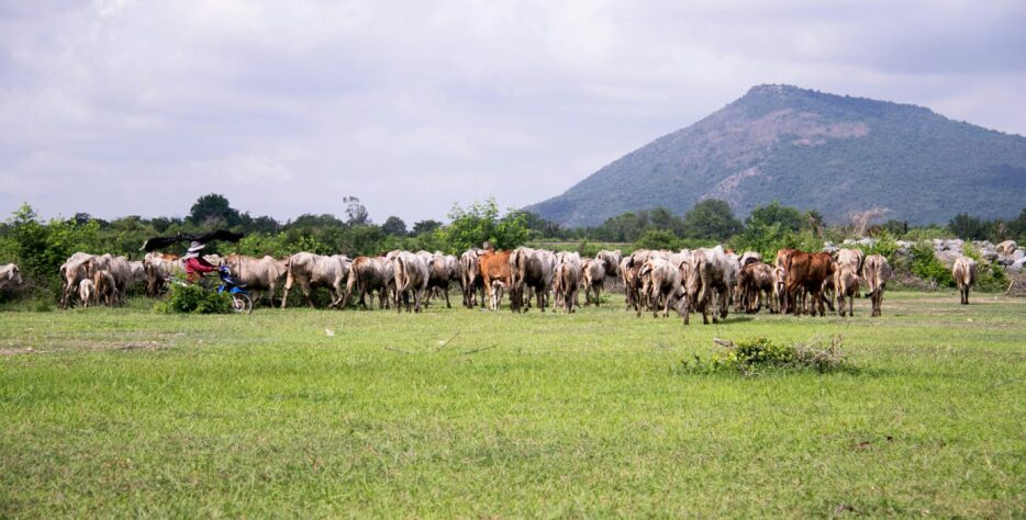 Healthy animals mean healthy people. Our livestock are raised with modern best practices to deliver quality and trust.