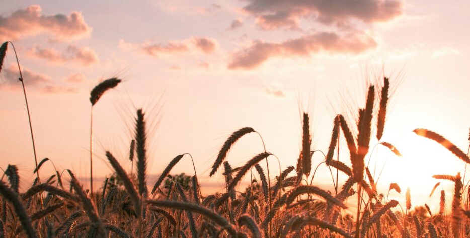 We cultivate the land with innovation and respect for nature, growing nutrient-rich crops that sustain communities and markets